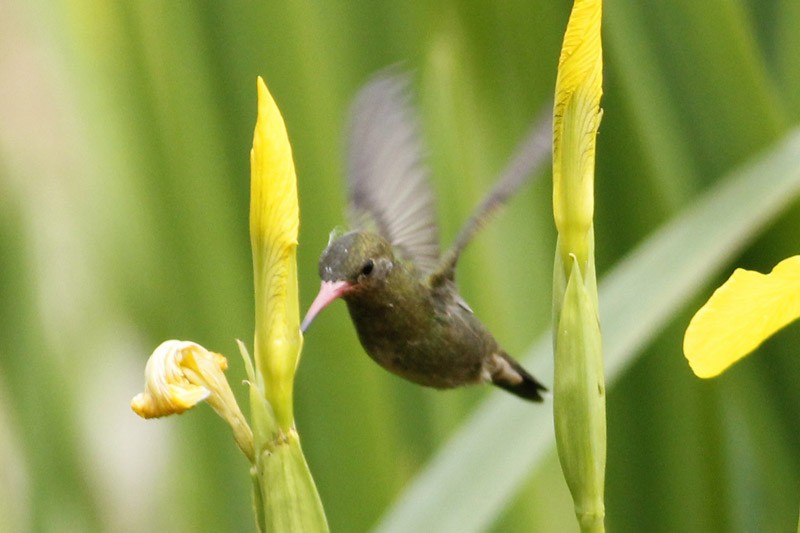 Gilded Hummingbird - J. Simón Tagtachian