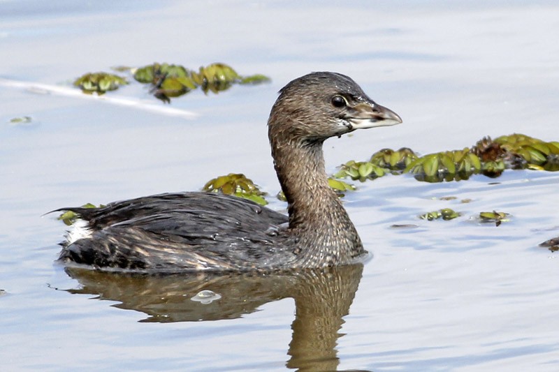 Pied-billed Grebe - ML36378311