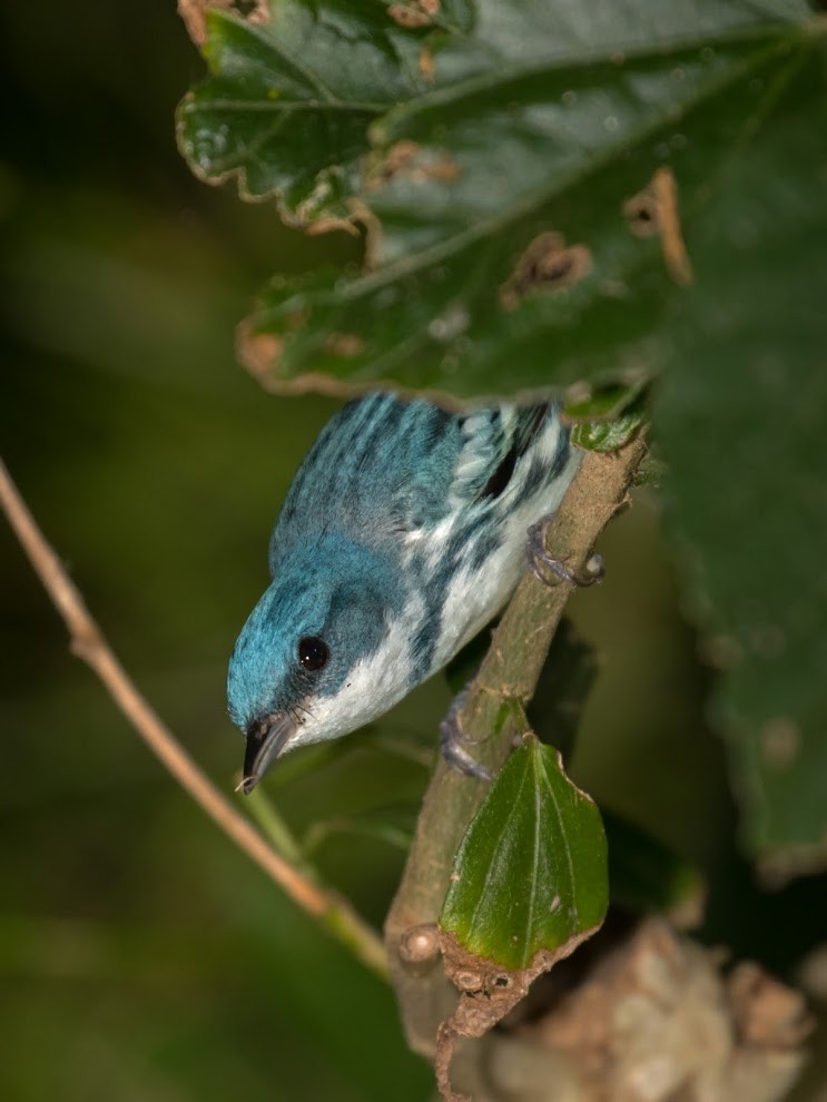 Blauwaldsänger - ML36378591