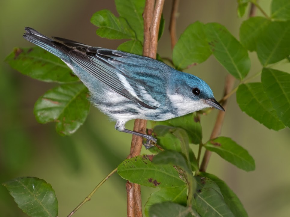 Cerulean Warbler - ML36378601