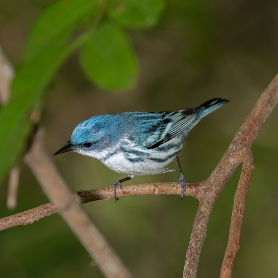 Blauwaldsänger - ML36378621