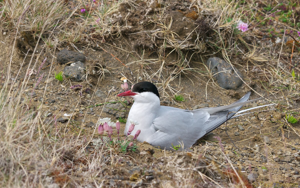 Arctic Tern - Paul Tavares