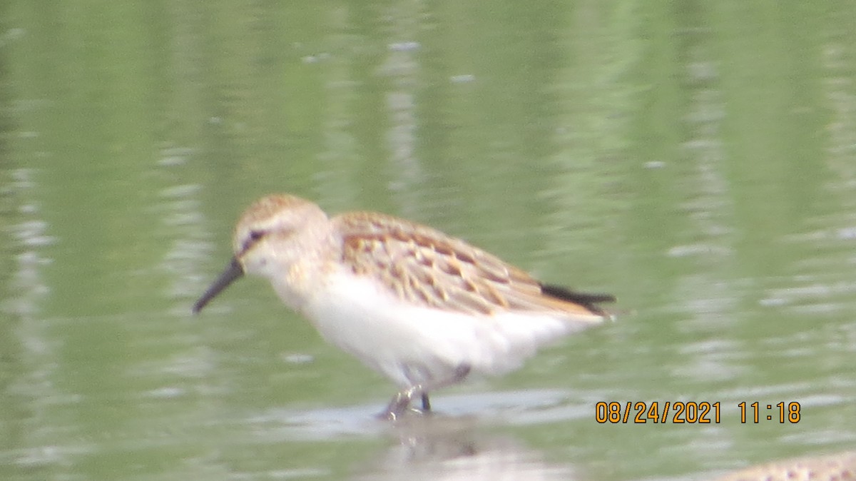 Western Sandpiper - rick shearer