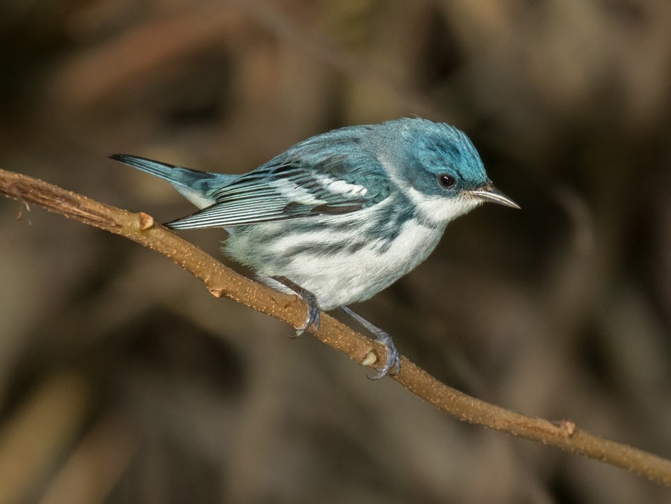 Cerulean Warbler - ML36378771