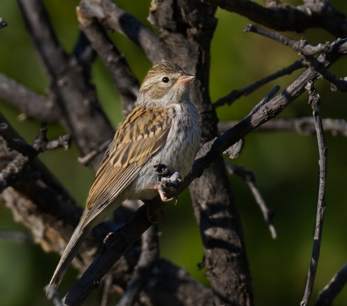 Chipping Sparrow - ML363790791