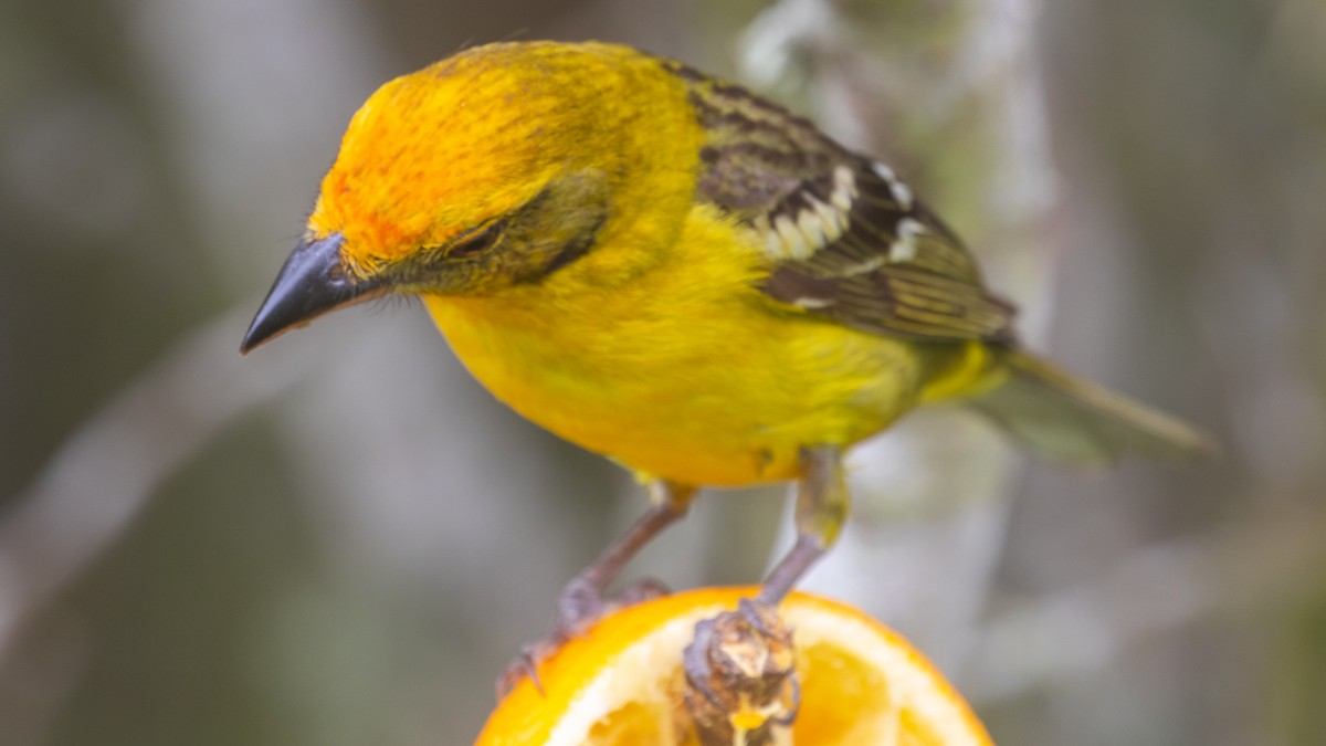 Flame-colored Tanager - Russell Cooper