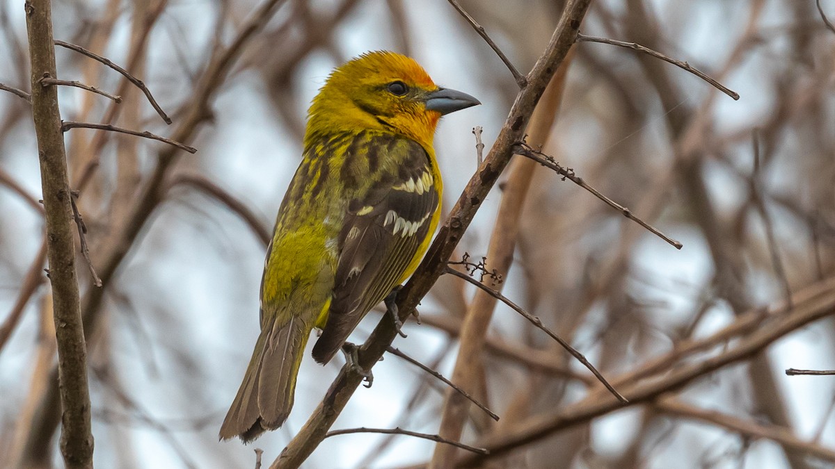 Flame-colored Tanager - Russell Cooper