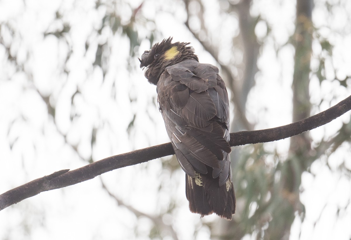 Yellow-tailed Black-Cockatoo - ML363791701