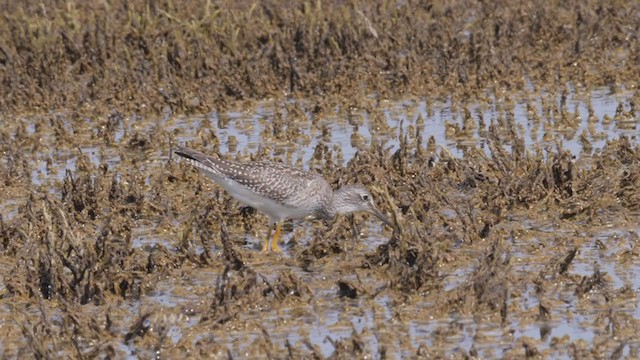 Lesser Yellowlegs - ML363791841