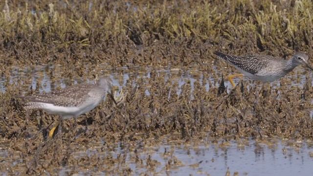 Lesser Yellowlegs - ML363791901