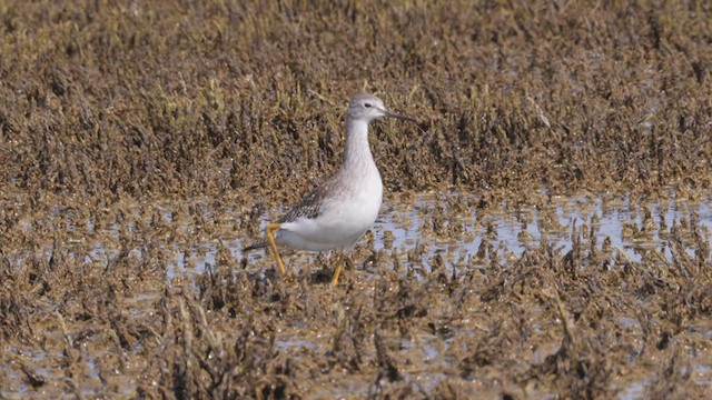 Lesser Yellowlegs - ML363791941