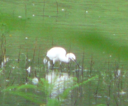 Snowy Egret - ML363792021