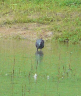 Little Blue Heron - Sean McCool