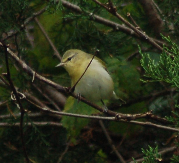Tennessee Warbler - ML36379291