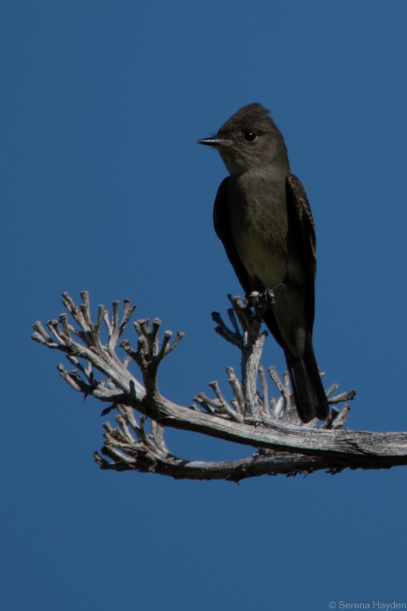 Western Wood-Pewee - Serena Hayden