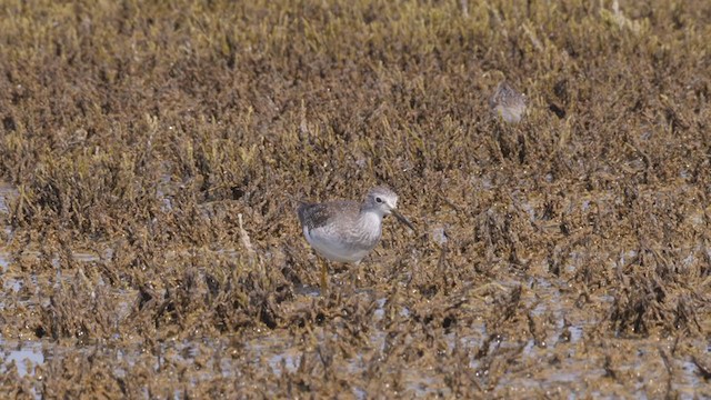 Lesser Yellowlegs - ML363794631