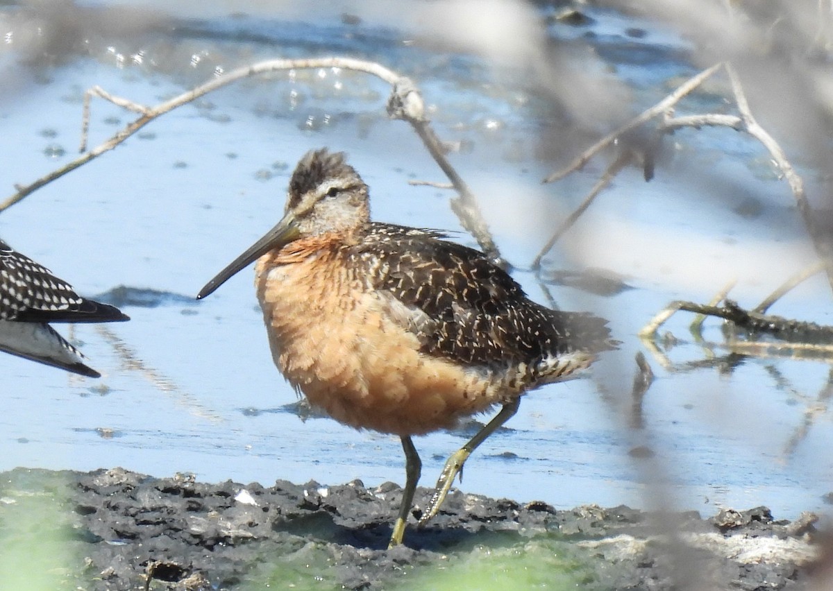 Long-billed Dowitcher - ML363795041