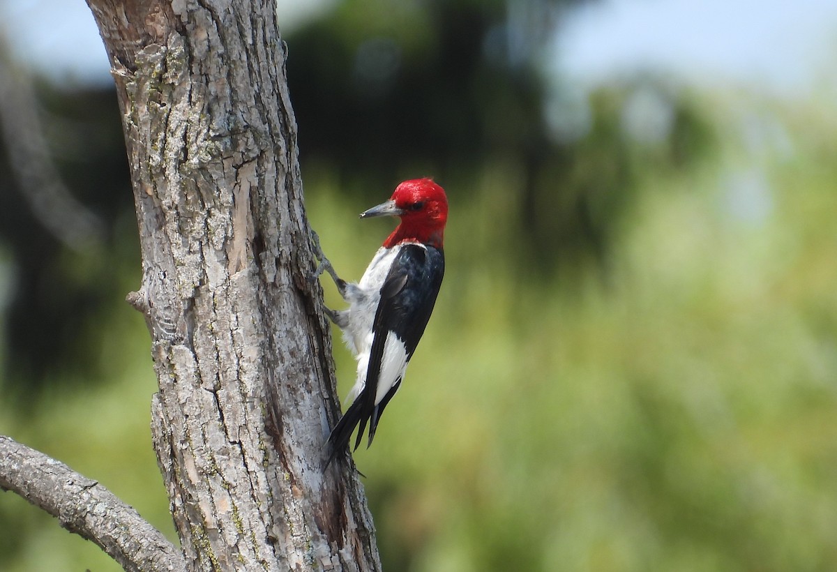 Red-headed Woodpecker - ML363795101