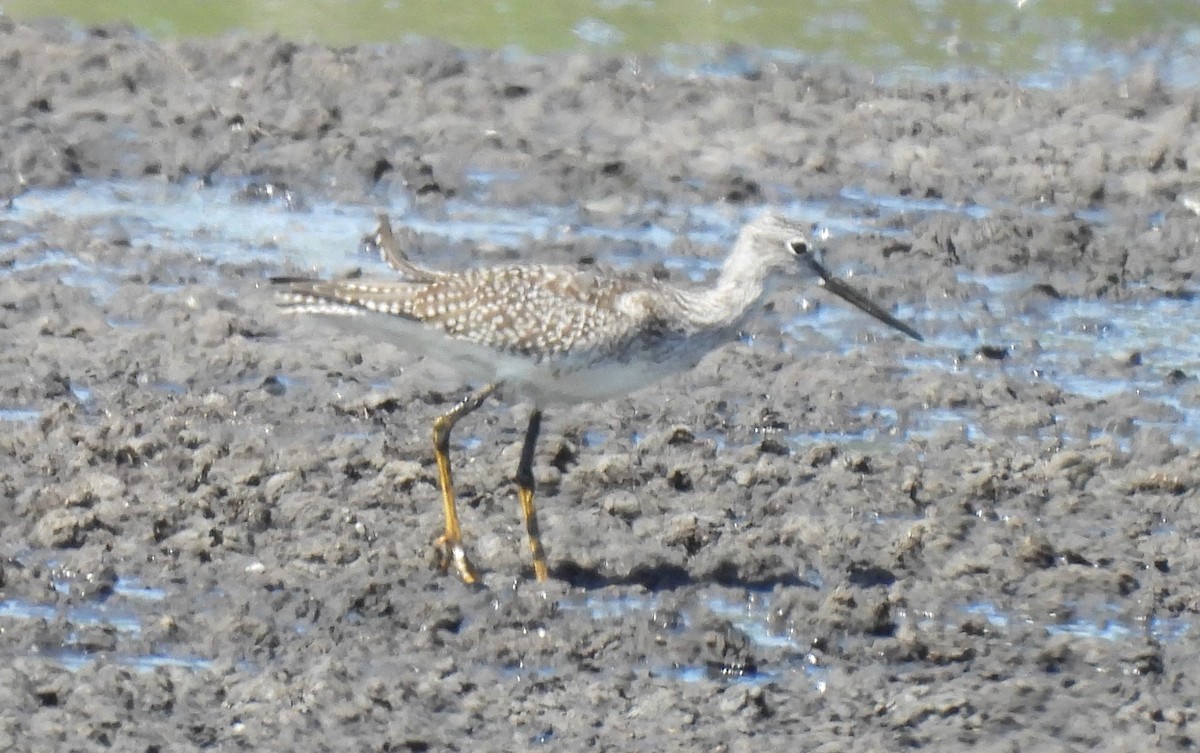 Greater Yellowlegs - ML363795381