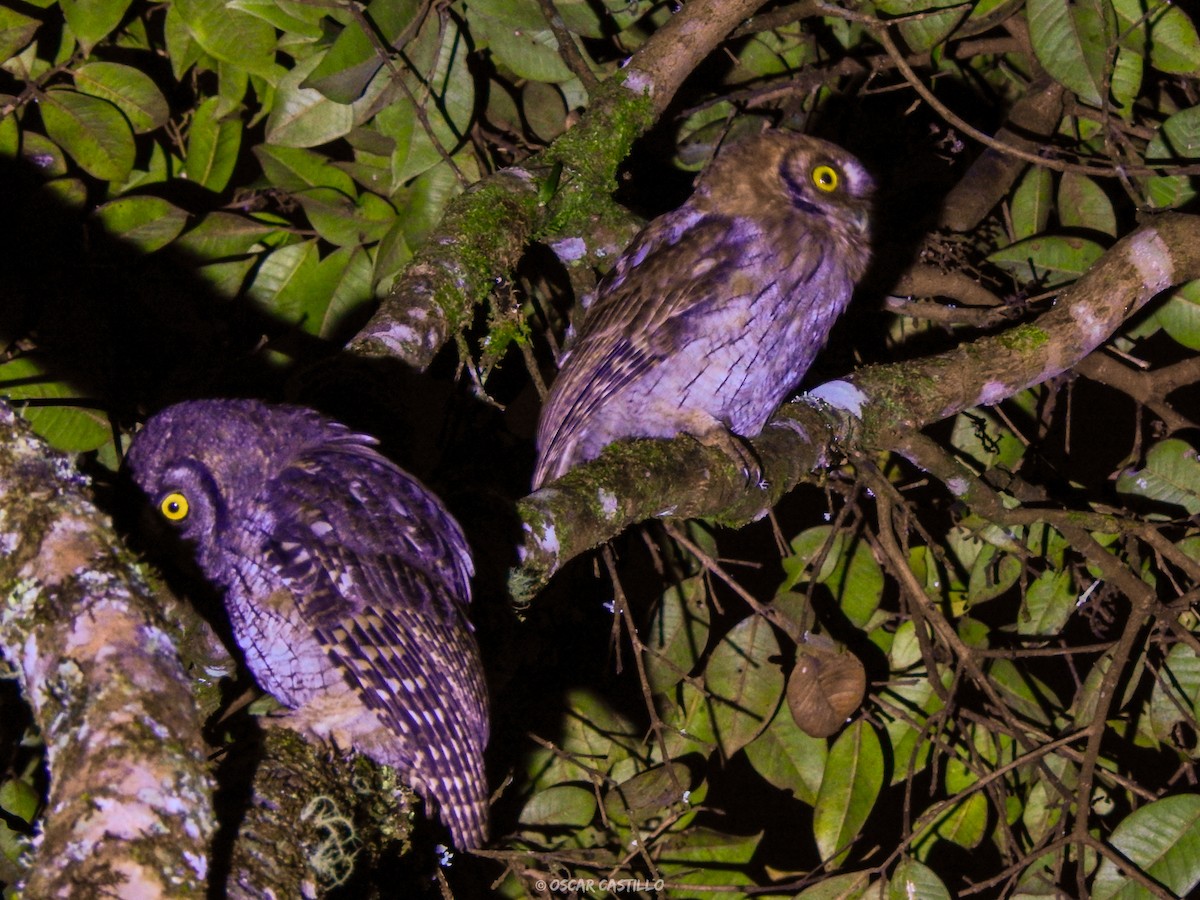 Tropical Screech-Owl - Fundación Viracocha