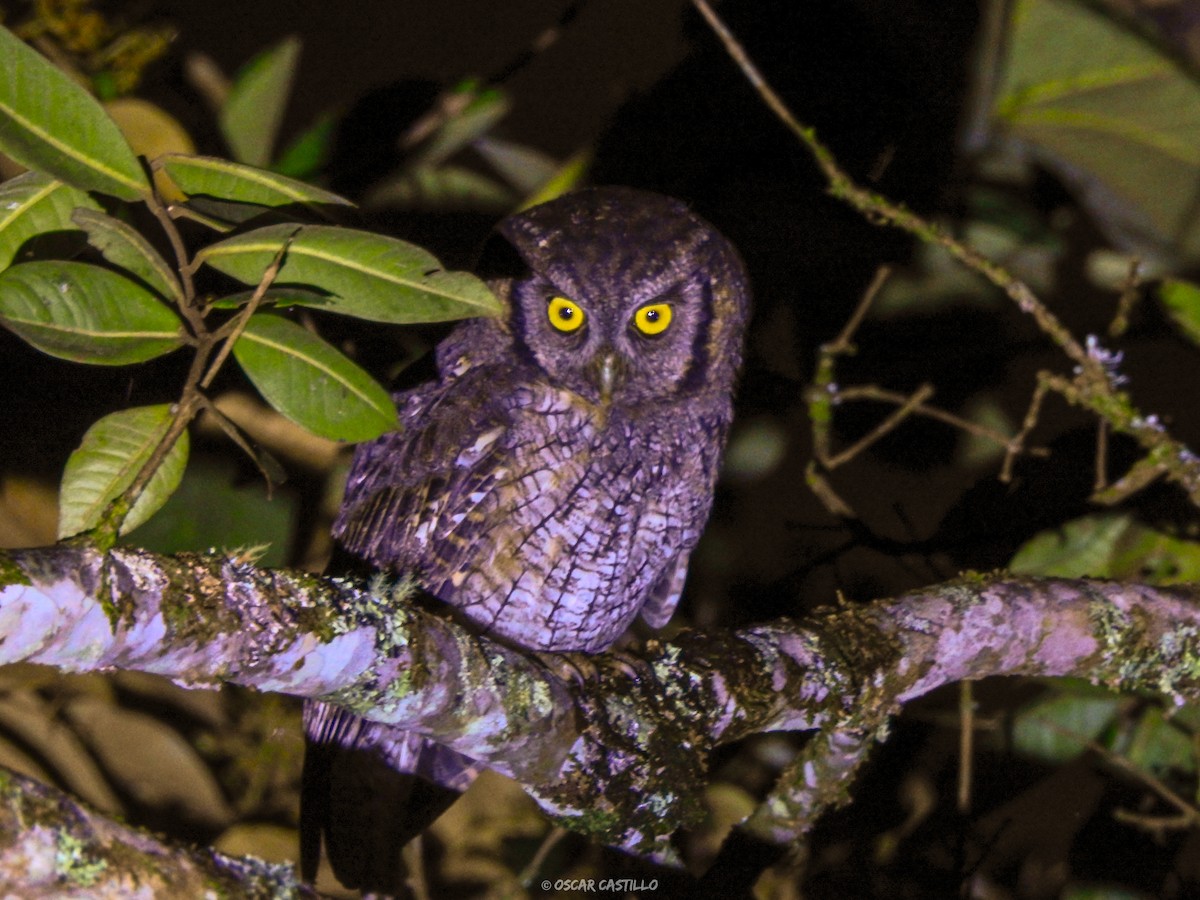 Tropical Screech-Owl - Fundación Viracocha