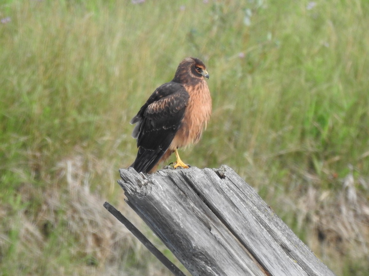 Northern Harrier - ML363797351