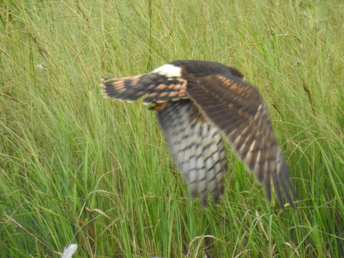 Northern Harrier - ML363797381