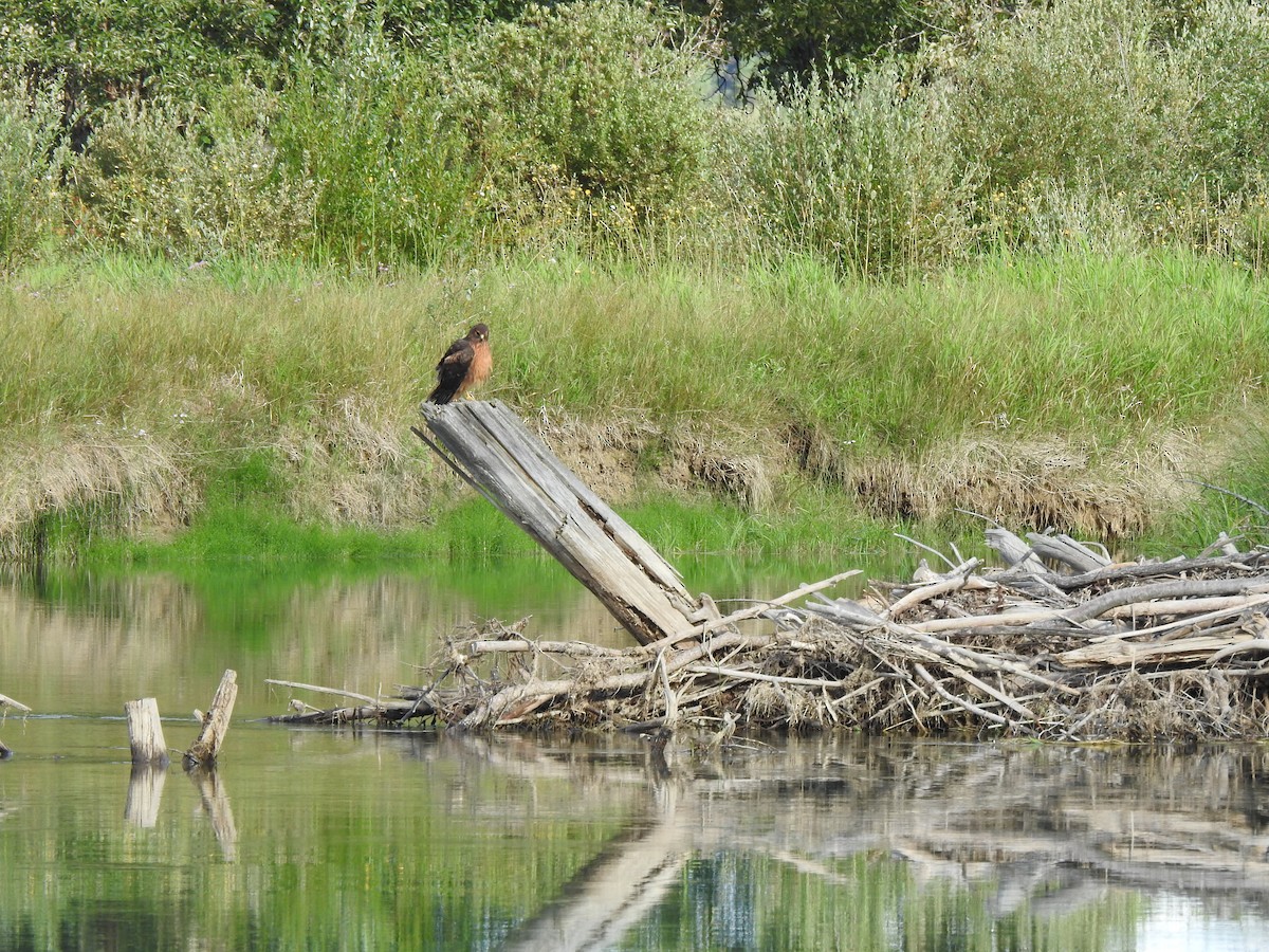 Northern Harrier - ML363797411