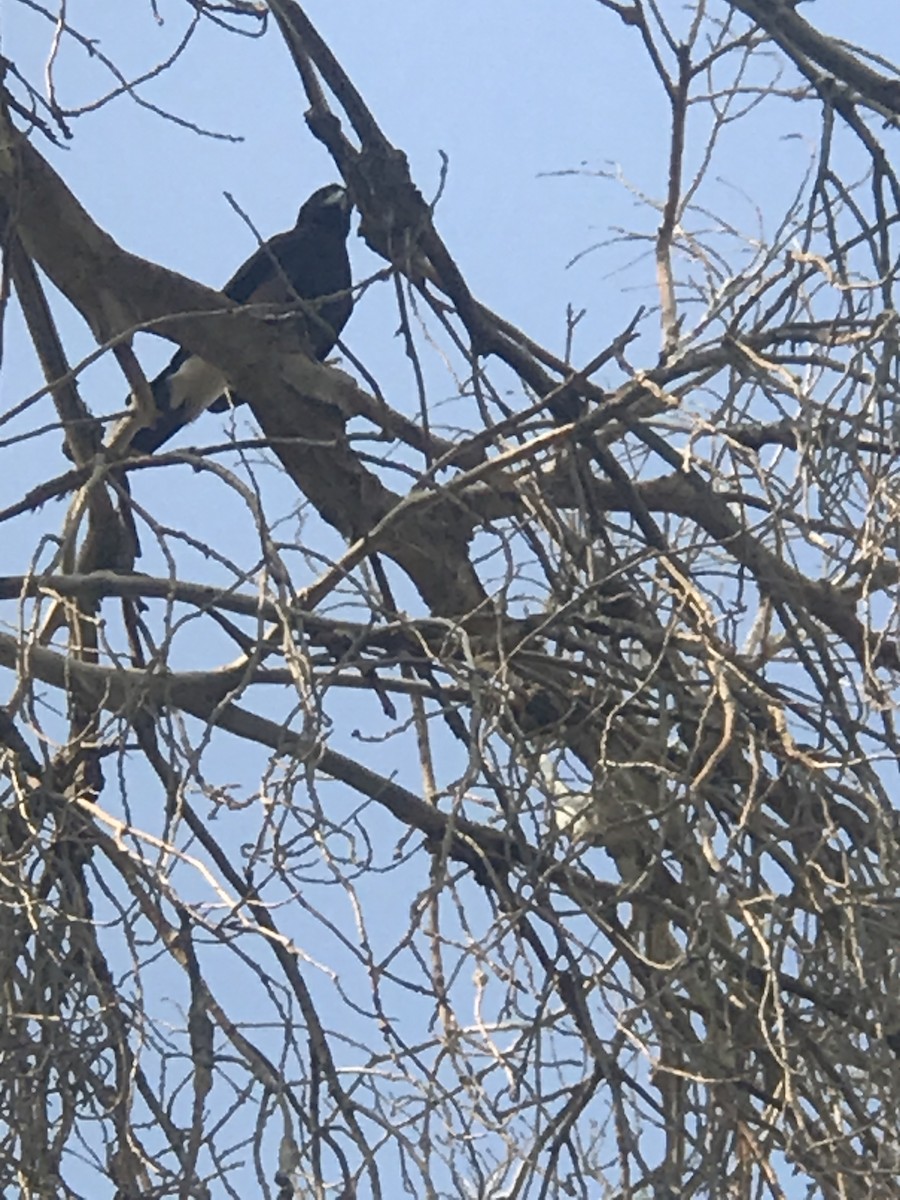 Harris's Hawk - Ken Mix