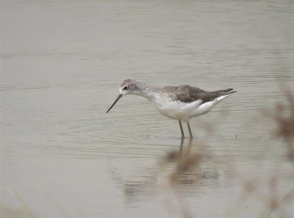 Marsh Sandpiper - ML363799351