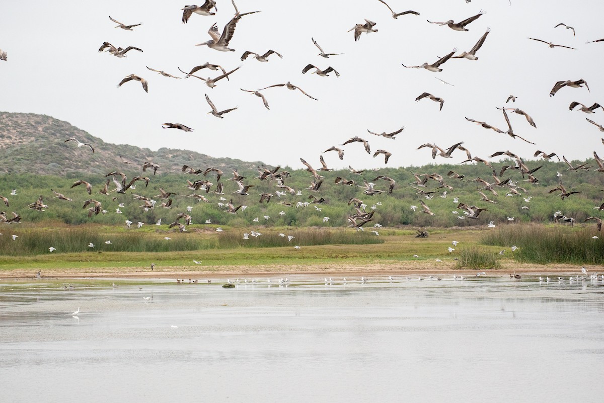 Brown Pelican - ML363799541