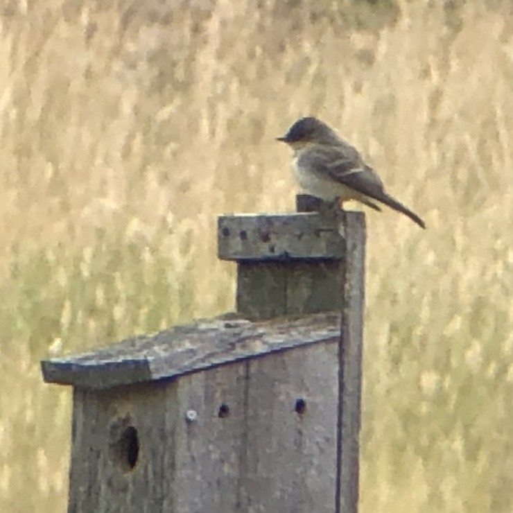 Eastern Phoebe - ML363800141