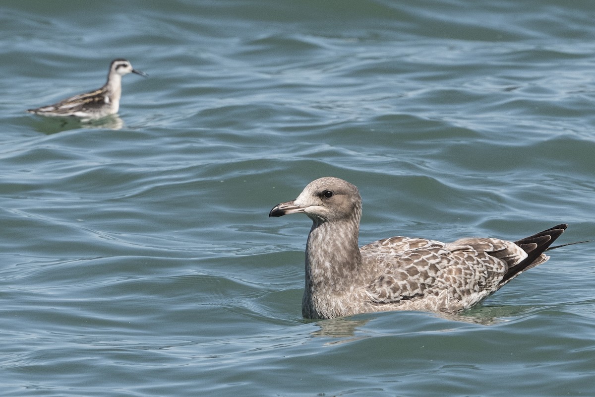 California Gull - ML363800451