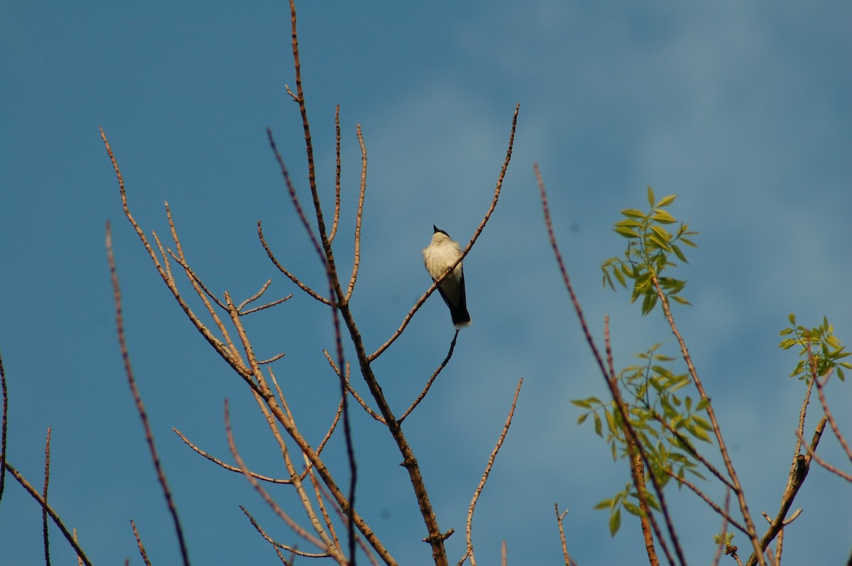 Eastern Kingbird - ML36380061