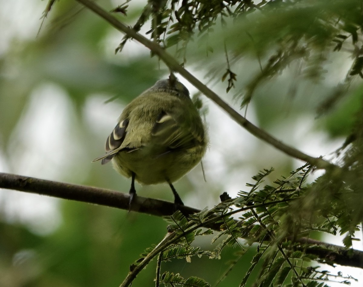 White-fronted Tyrannulet (White-fronted) - ML363801371