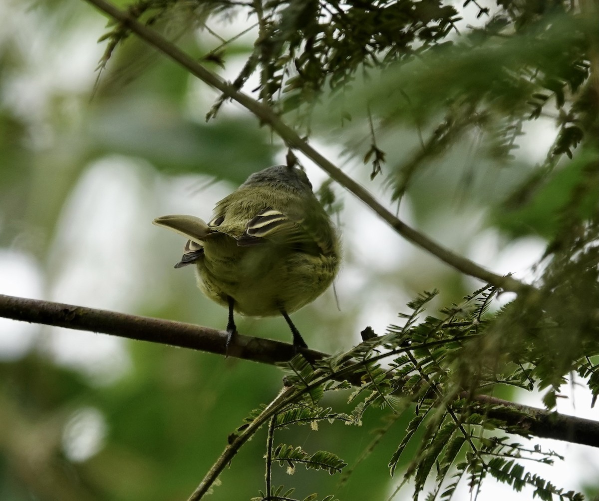 White-fronted Tyrannulet (White-fronted) - ML363801381