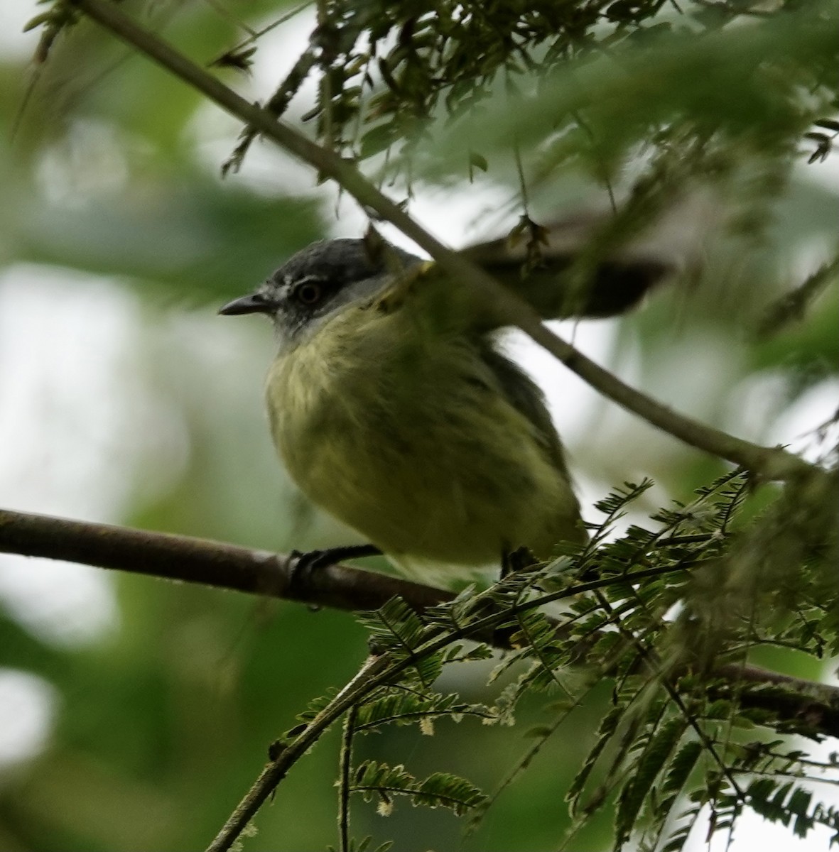 White-fronted Tyrannulet (White-fronted) - ML363801391