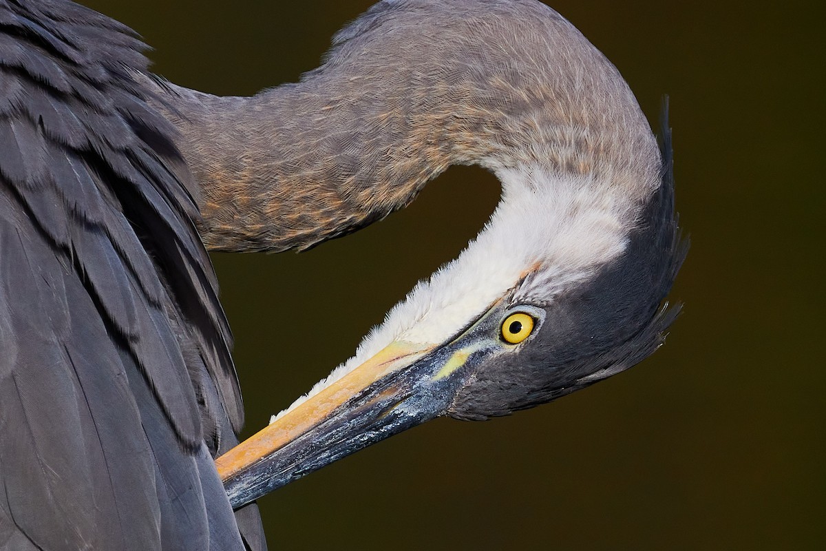 Great Blue Heron - ML363802431