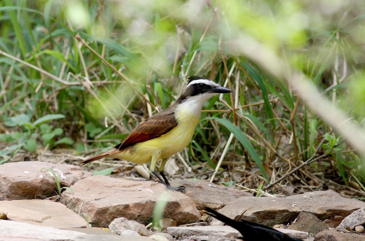 Great Kiskadee - Jay McGowan