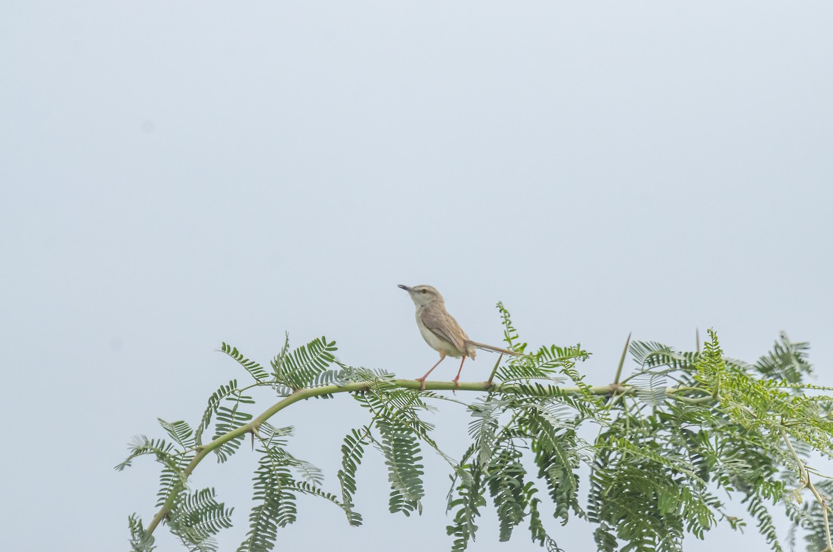 Plain Prinia - ML363803031