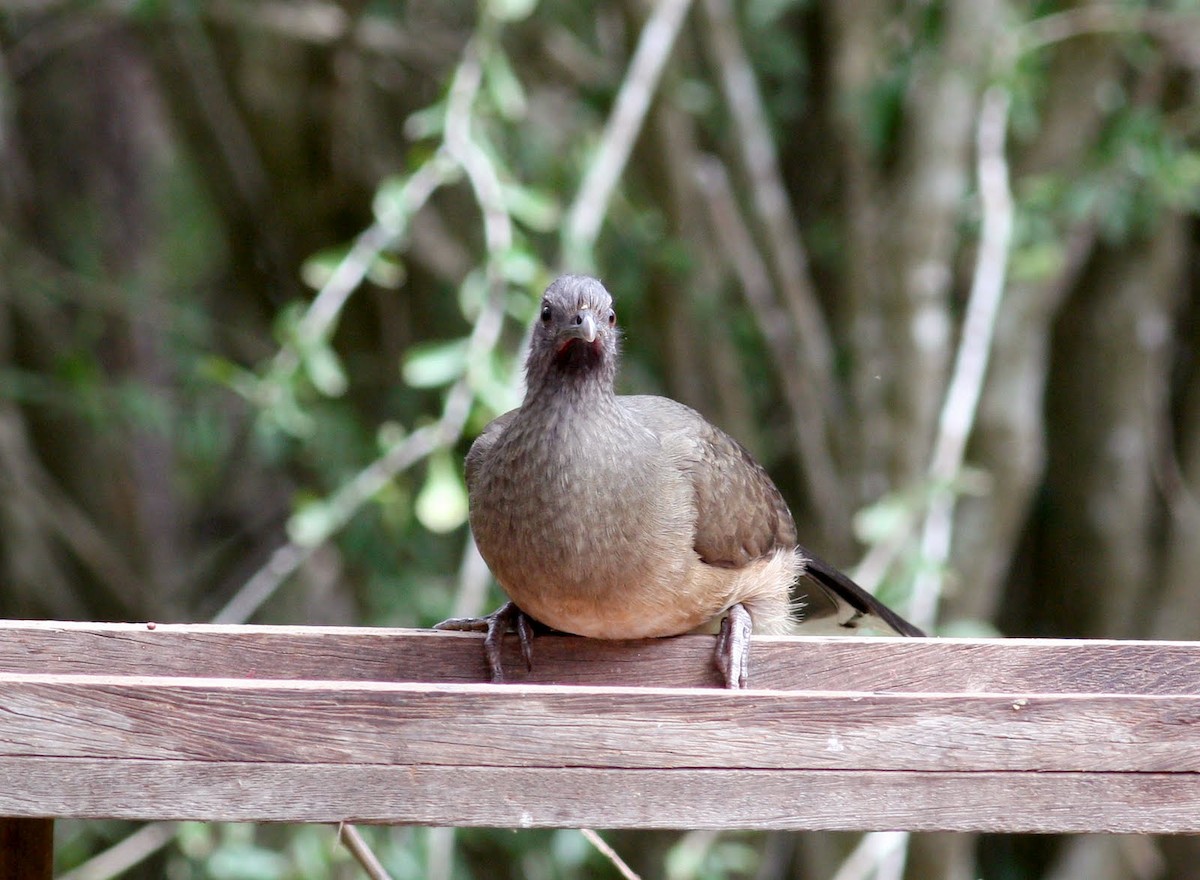 Plain Chachalaca - ML36380321