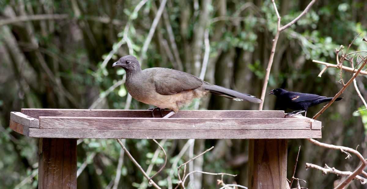 Plain Chachalaca - ML36380351