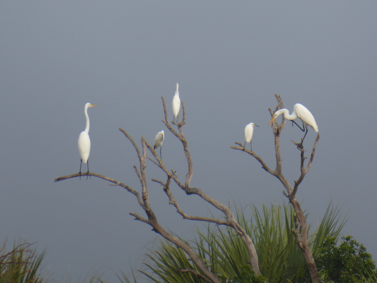 Great Egret - ML363804071