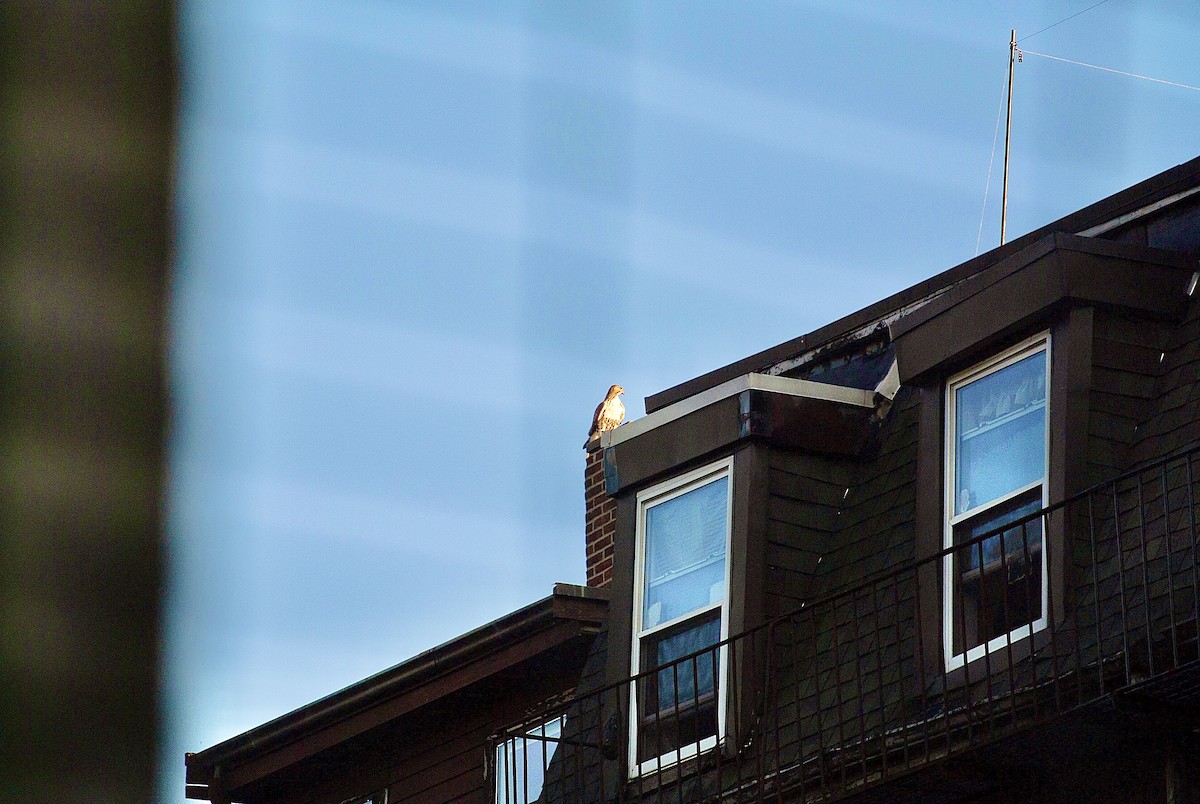 Red-tailed Hawk - ML363804101