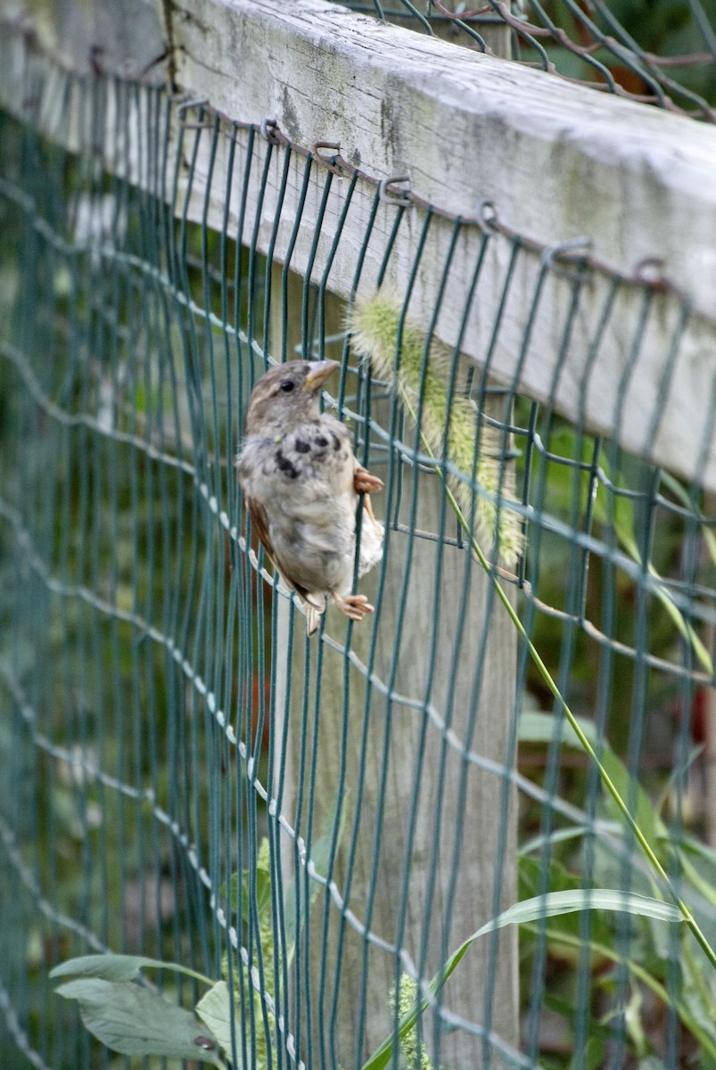 House Sparrow - Anonymous