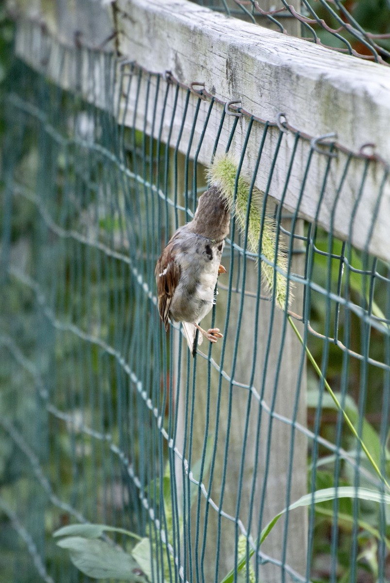 House Sparrow - ML363804171