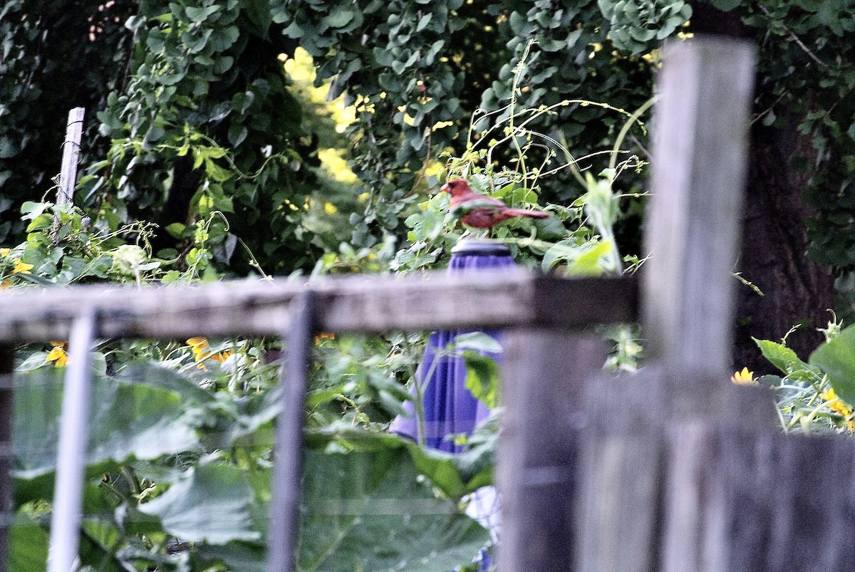 Northern Cardinal - ML363804211