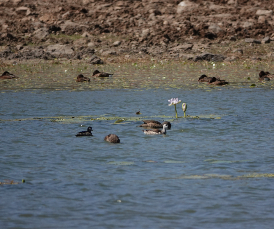 Cotton Pygmy-Goose - ML363804541