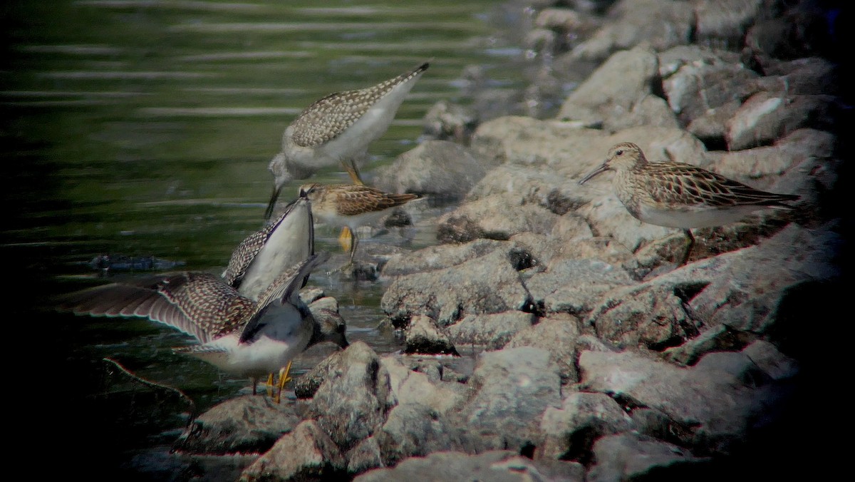 Pectoral Sandpiper - ML363804691