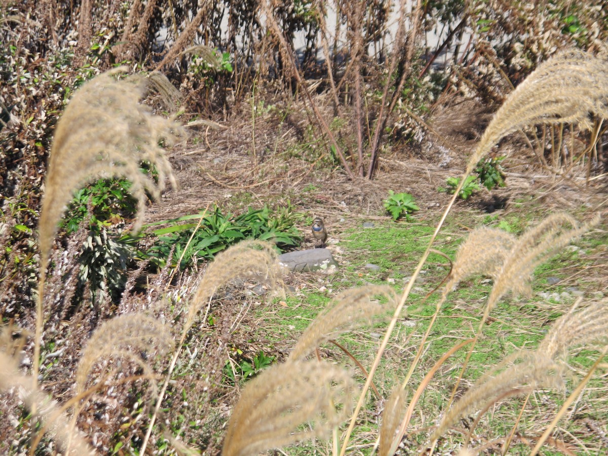 Bluethroat (Red-spotted) - ML363804701
